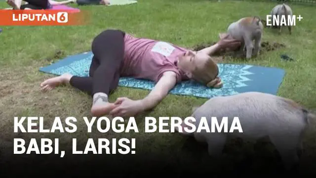 Penggemar yoga di Massachusetts menikmati hiburan baru dalam aliran yoga mereka. Saat mereka melakukan pose anjing menunduk, ular kobra, dan lumba-lumba, babi-babi kecil berlarian di antara peserta kelas.