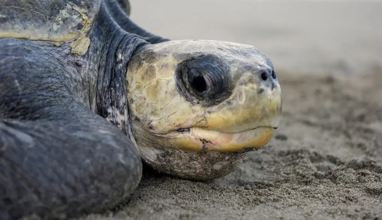 Tangkapan sampingan pada peralatan penangkapan ikan dan pengambilan langsung penyu serta telur penyu merupakan ancaman terbesar yang dihadapi oleh penyu lekang zaitun. (OSWALDO RIVAS/AFP)