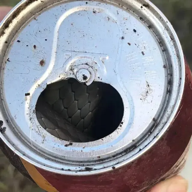 7 Potret Penampakan Ular di Tempat Tak Terduga, Ada yang di Kaleng Minuman
