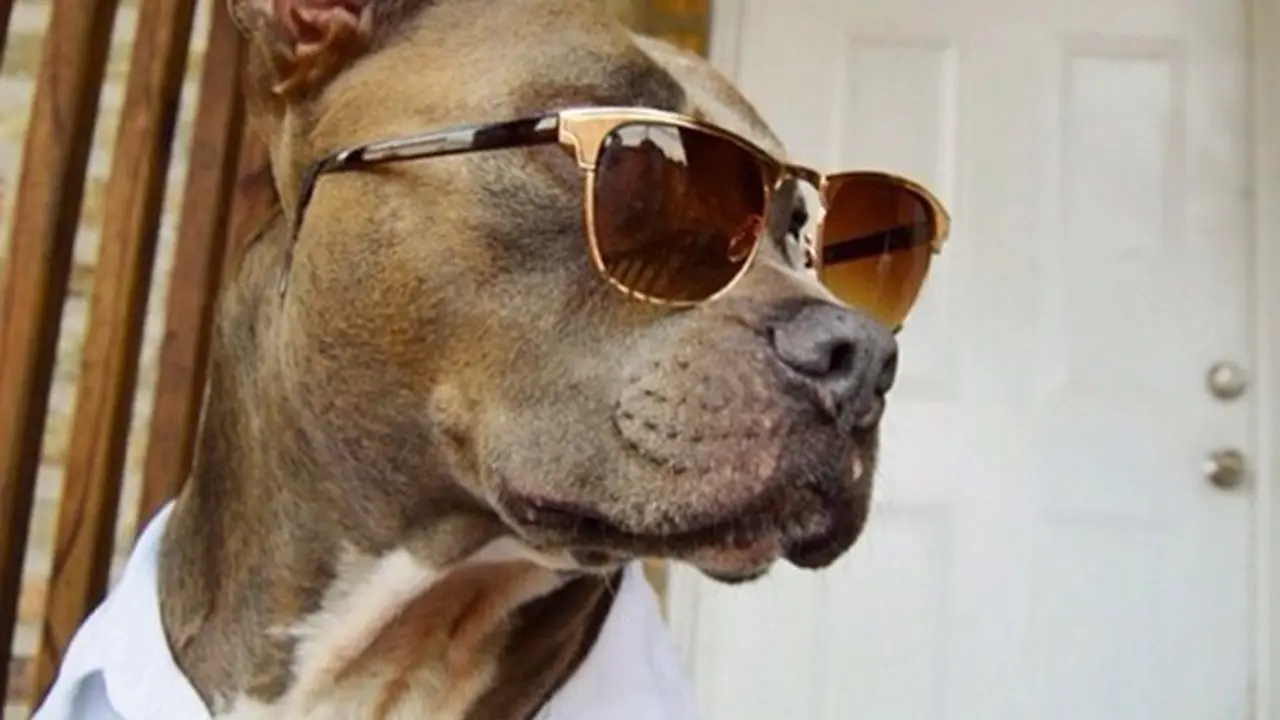 Foto: copyright instagram.com/changothehandsomepittie