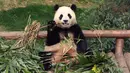 Fu Bao akan dipindahkan ke Pusat Konservasi dan Penelitian Panda Raksasa di Provinsi Sichuan pada awal April berdasarkan kesepakatan internasional. (Chung Sung-Jun/POOL/AFP)