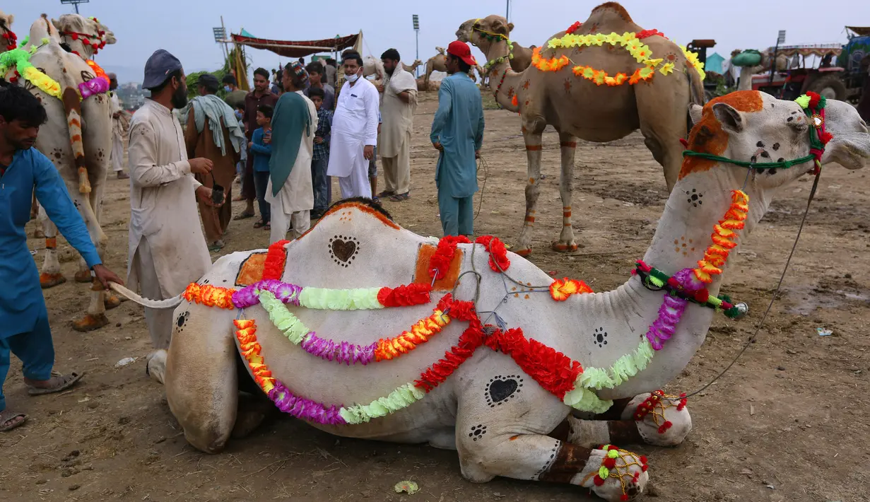 Penjual berinteraksi dengan pembeli di dekat untaunya yang dihias di pasar ternak untuk Idul Adha di Islamabad, Pakistan, Minggu (26/7/2020). Para pedagang menghias unta agar hewan kurban yang dijualnya dilirik pembeli. (AP Photo/Anjum Naveed)