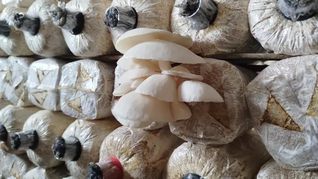 Budidaya Jamur Tiram di Mr Mushroom Klaten