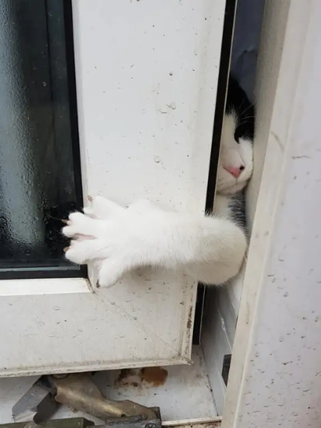 10 Potret Kocak Kucing Lagi Mengintip Ini Terlihat Menggemaskan