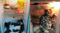 Kucing Kepergok di Dalam Kulkas Ini Tingkahnya Bikin Syok (Sumber: Twitter/bbyyberries, Bored Panda)