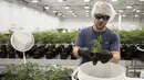 Seorang pekerja saat mengecek tanaman ganja medis di Tweed INC., Smith Falls, Ontario, Kanada (5/12). Tweed INC. merupakan salah satu lokasi budi daya ganja medis terbesar di Kanada. (AFP Photo/Lars Hagberg)