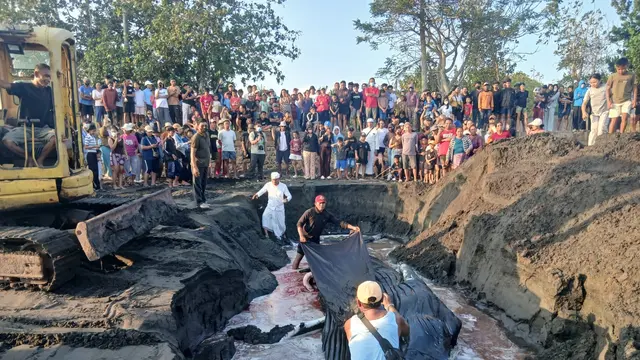 Seekor Paus Bungkuk atau humpback whale terdampar di pesisir Pantai Desa Perancak, di Kabupaten Jembrana, Bali. (Dokumen Humas Polres Jembrana).