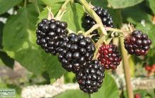8 Manfaat Boysenberry, Buah Hasil Persilangan dan Kaya Vitamin