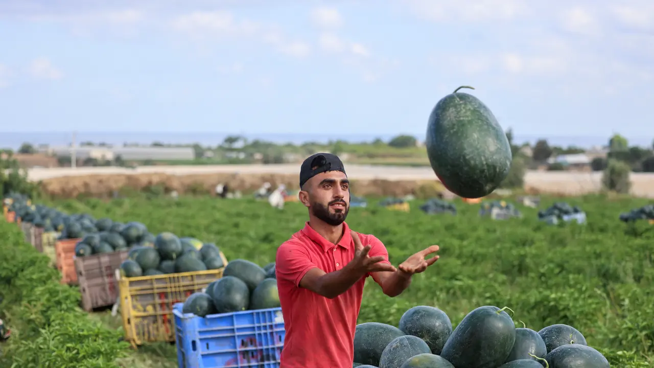Melihat Petani Palestina Panen Semangka di Tengah Pandemi