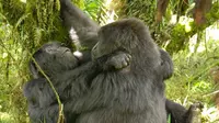 Para ahli primata menemukan temuan mengejutkan yakni aktivitas seksual antara dua gorila betina alias lesbian
