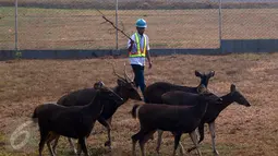 Rusa Sambar dan petugas pemelihara di lokasi penangkaran di kawasan Terminal BBM Pertamina dan Refinery Unit 5 Balikpapan, Kamis (29/10). Rusa Sambar merupakan rusa paling besar diantara tiga rusa asli Indonesia lainnya. (Liputan6.com/Immanuel Antonius)