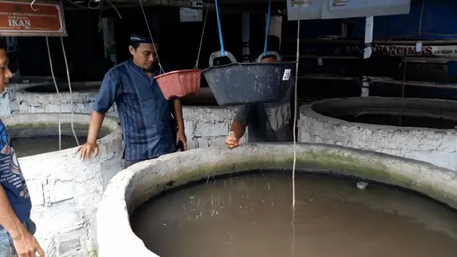 Budidaya ikan dengan sistem bioflok dan memanfaatkan pakan organik berupa maggot. (Foto: Liputan6.com/Muhamad Ridlo)