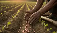 Cara Menanam Kacang Tanah dari Persiapan Lahan hingga Panen Melimpah