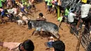 Pemerintah India pernah larangan Festival Jallikattu yang identik dengan kekerasan terhadap banteng, India, Kamis (9/2). Larangan Festival Jallikattu dicabut usai diprotes karena dianggap sebagai tradisi yang perlu dilestarikan. (AFP PHOTO / ARUN Sankar)