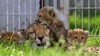 Bayi cheetah berinteraksi dengan induknya, Savannah, di Kebun Binatang Praha, Republik Ceko, Kamis (3/8). (source: MICHAL CIZEK/AFP)