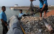 Reklamasi diduga penyebab jutaan ikan di Ancol mati, ini kata Ahok