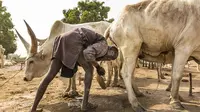 Miris, Suku Terpencil Ini Gunakan Air Kencing Sapi untuk Mandi