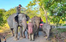 Berapa Populasi Gajah Sumatra Usai Taman Nasional Way Kambas Terbakar?