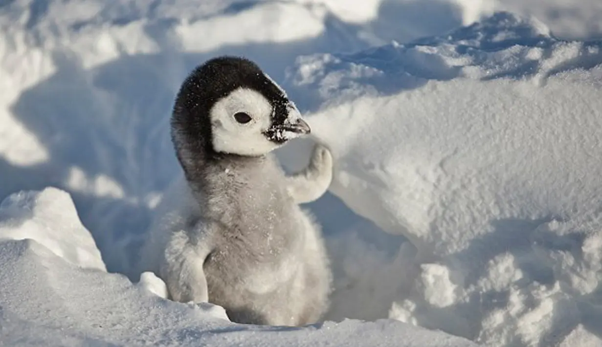 Bayi pinguin setelah menetas dan mencoba untuk berjalan di gundukan salju di Benua Antartika. Setelah menetas bayi pinguin akan mencoba berjalan di salju sambi didampingi oleh orang tuanya. (Dailymail.co.uk)