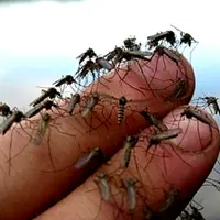 Kasus infeksi virus Zika dilaporkan di beberapa negara dan terus menyebar hingga akhirnya peringatan berskala global diisukan. (sumber: World Health Organization)