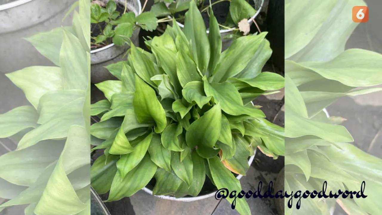 Daun Pandan Wangi (Foto: x.com/gooddaygoodword)
