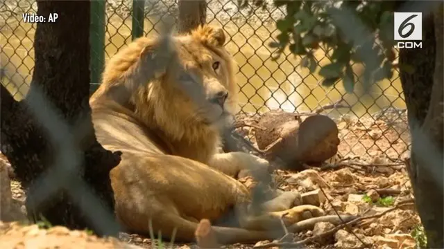 Setelah jalani pemulihan, dua ekor singa asal kebun binatang Mosul dipindahkan.