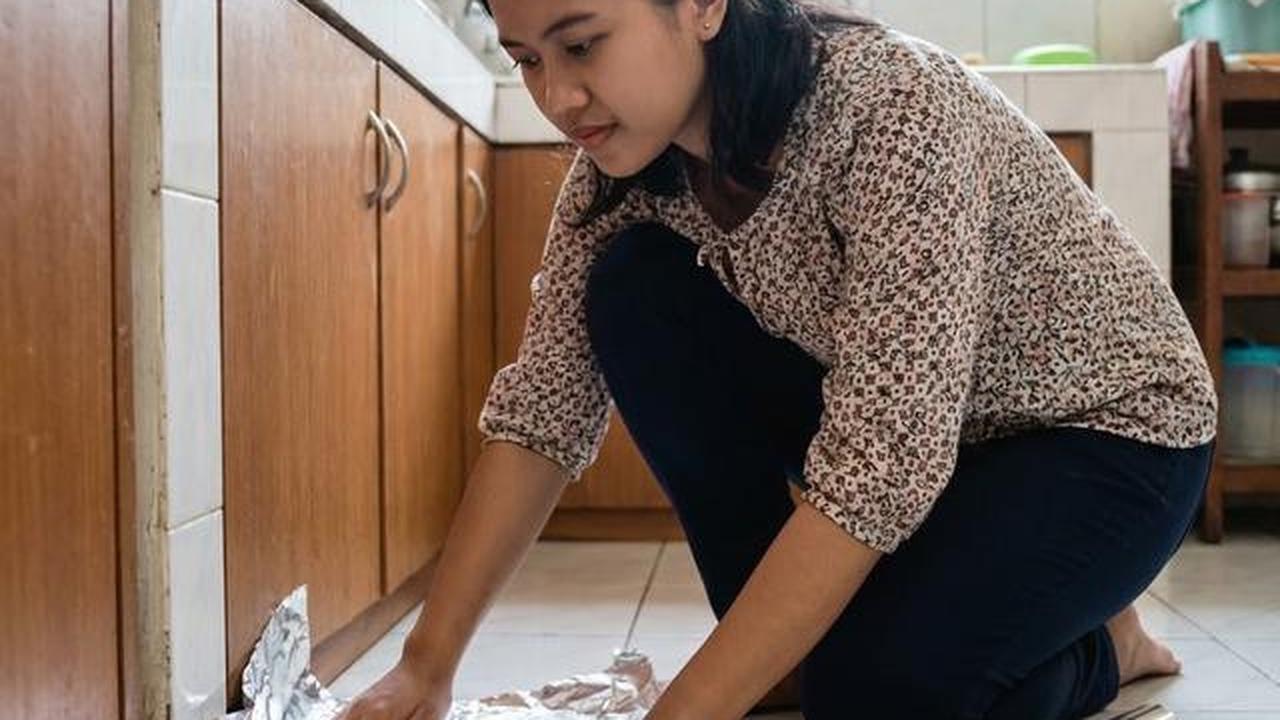Cara Agar Tikus Tidak Buang Kotoran di Tempat yang Sama, Dijamin Kapok