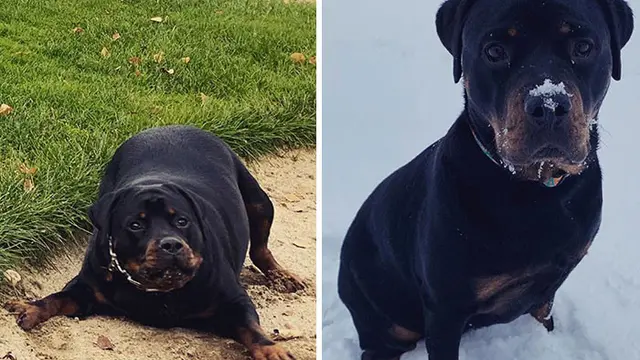 7 Foto Keren Anjing Obesitas Berjuang Turunkan Berat Badan Berlebihnya
