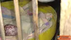 Citizen6, Bekasi: Seekor burung kutilang peliharaan di Jati Kramat, Jatiasih, Bekasi. Bertelur tanpa pasangan. (Pengirim: Dwi Hendy)  