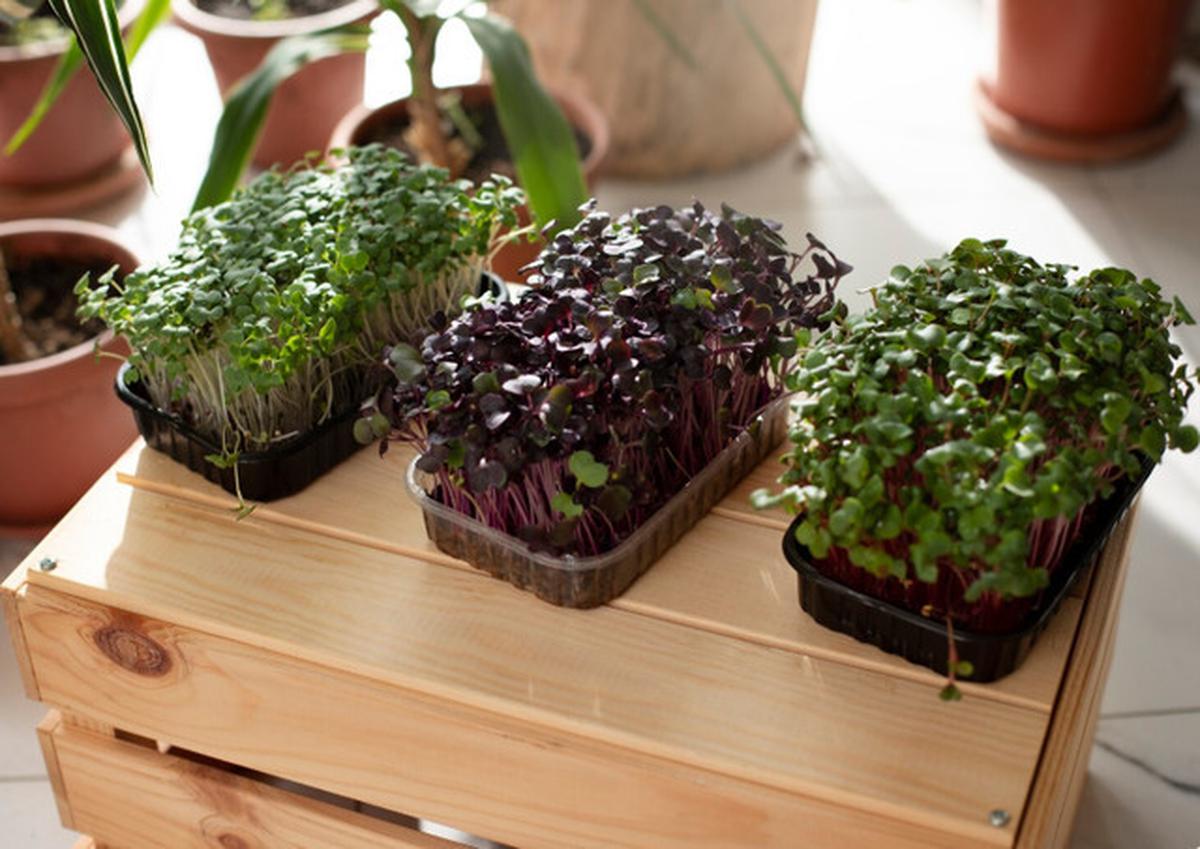Cara Membuat Kebun Sayur di Teras Rumah Kecil agar Tetap Estetik