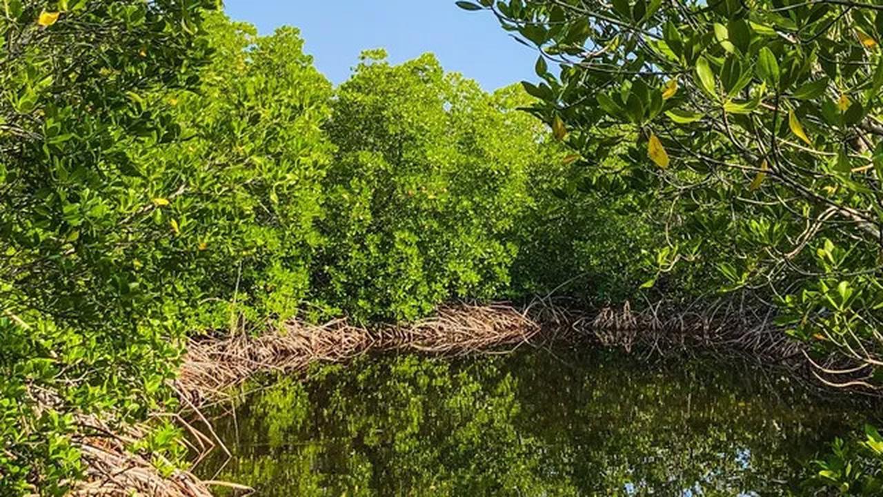Mangrove Indonesia Berpotensi Jadi Garda Terdepan Penanganan Perubahan Iklim