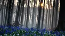 Matahari terbit di antara pepohonan saat bluebell atau Eceng Gondok liar bermekaran di lantai hutan Hallerbos di Halle, Belgia (20/4/2021). Pada musim semi, pemandangan biru hamparan bunga Bluebell atau eceng gondok liar tengah bermekaran dapat dinikmati di hutan ini. (AP Photo/Virginia Mayo)