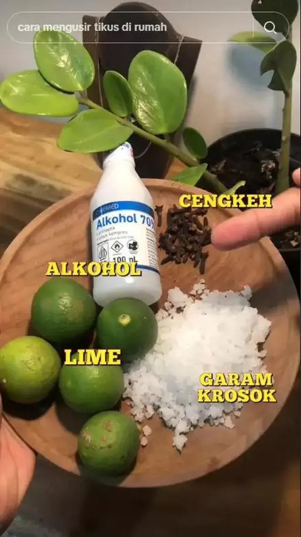 Trik Hemat Usir Nyamuk dan Kecoak Tanpa Obat Semprot, Cuma Butuh 3 Bahan Dapur