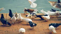 5 Ternak Burung Paling Cepat Panen dan Menguntungkan untuk Pemula