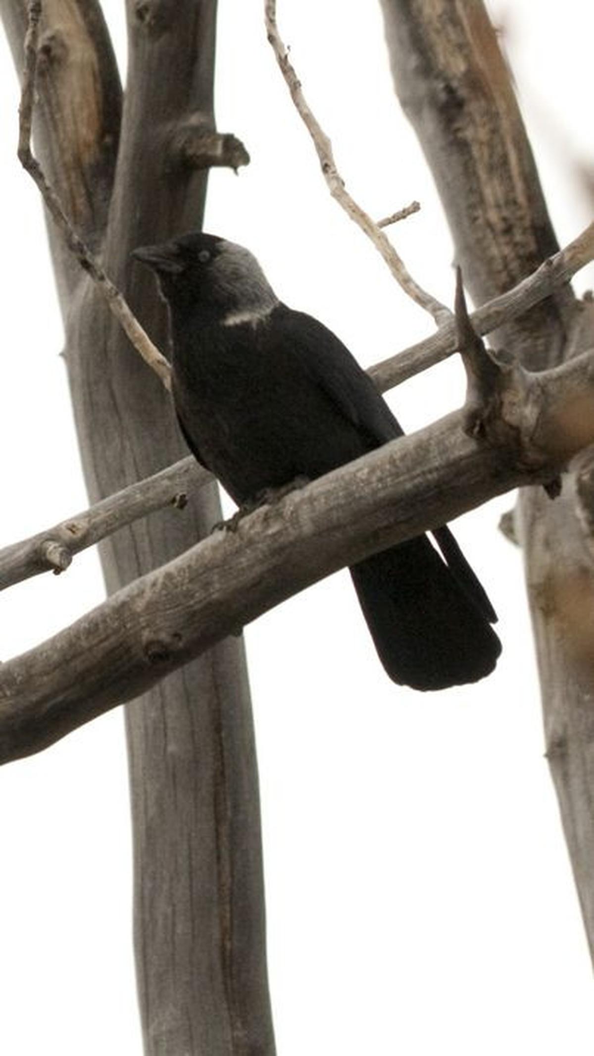 5. Burung yang Pandai Mengambil Perhiasan, Gagak ‘Tchack’<br>