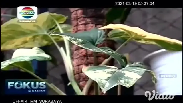 Tanaman hias yang satu ini mirip dengan aglaonema, karena masih berasal dari satu keluarga yang sama. Bedanya tanaman syngonium yang dibudidayakan Purnama Sari ini ukurannya lebih mungil.