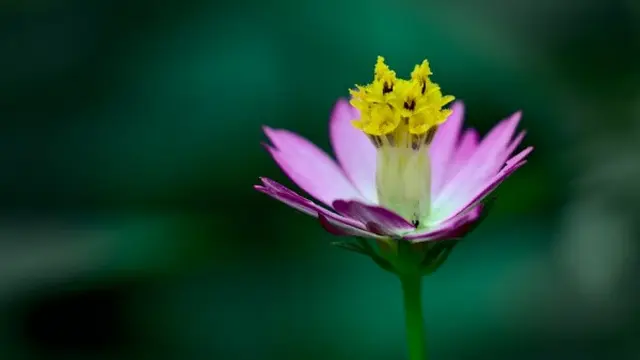 Ilustrasi Bunga Melati (Photo by pisauikan on Unsplash)