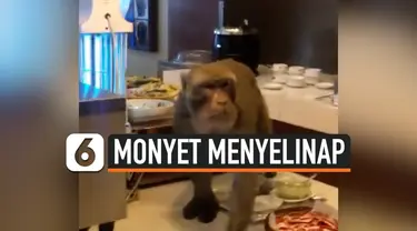 MONYET MENYELINAP