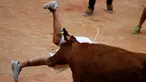 Seorang peserta festival ditanduk Banteng saat berlari pada ajang San Fermin festival di Pamplona, spanyol, (12/7/2016). (REUTERS/Susana Vera)   