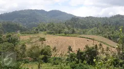 Hutan gundul akibat pembalakan liar di KM 16 di kawasan Hutan Produksi Popayato,  Kabupaten Pohuwato, Gorontalo, Minggu (11/9). Sekitar 16 ribu hektar hutan di Gorontalo rusak terdiri atas hutan lindung dan hutan produksi. (Liputan6.com/Immanuel Antonius)