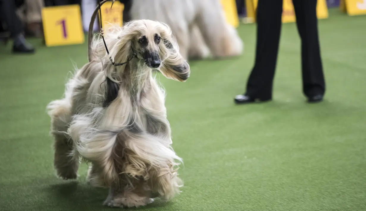 Afghan Hound tampil dalam kompetisi Westminster Kennel Club 142nd Annual Dog Show di New York, Amerika Serikat, Senin (12/2). (Drew Angerer/Getty Images/AFP)