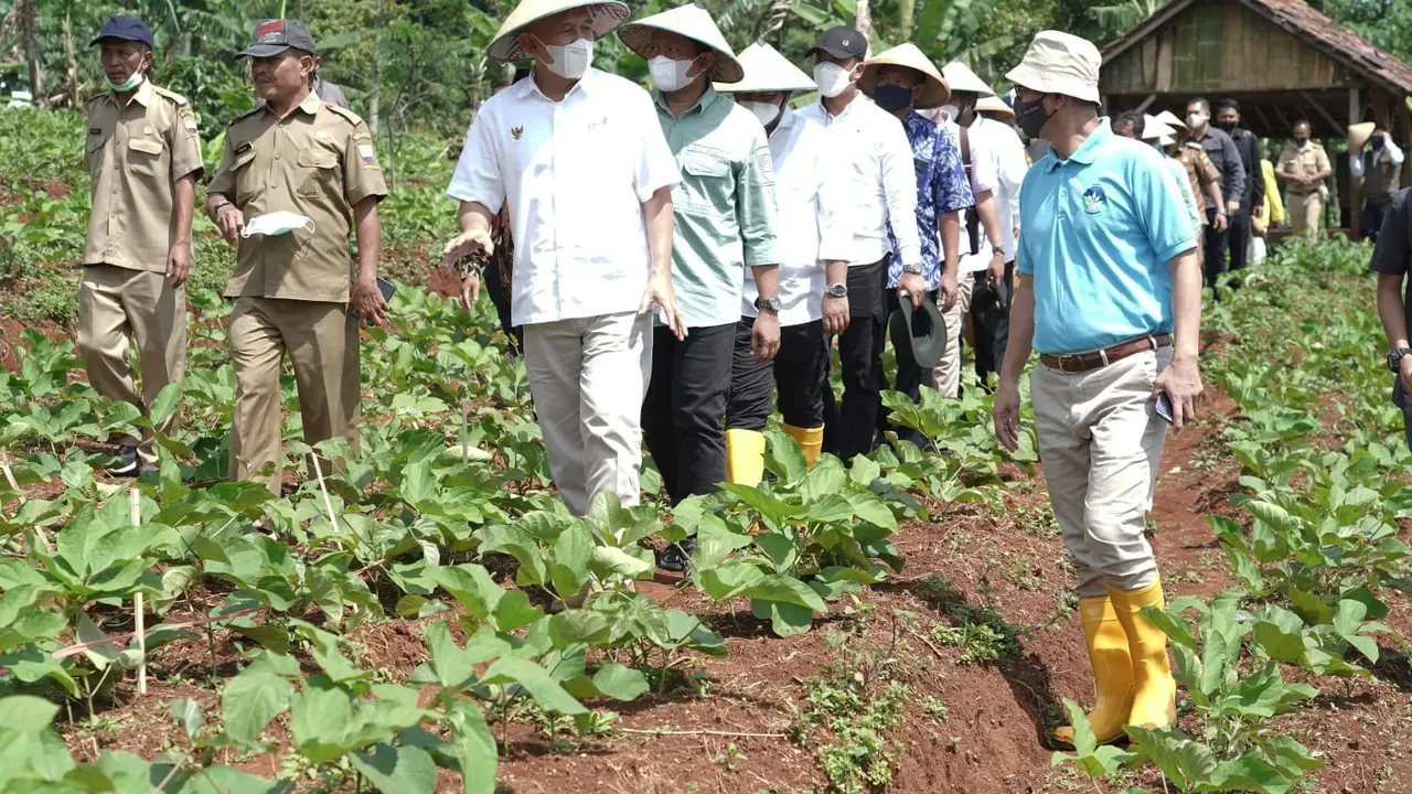 Menteri Koperasi dan UKM Teten Masduki menghadiri Kick Off Penanaman Kacang Koro Pedang Bersama Koperasi Paramasera di Kabupaten Sumedang, Jawa Barat