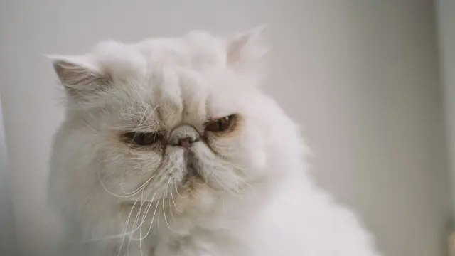 Persian Cat