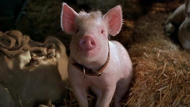 Babe: Pig in the City (1998)