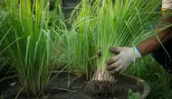 Cara Merawat Tanaman Sereh agar Tumbuh Subur, Rimbun, dan Wangi
