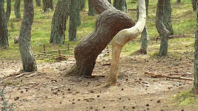 Hutan Menari di Rusia