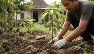Cara Menanam Kemang di Pekarangan Rumah agar Cepat Berbuah