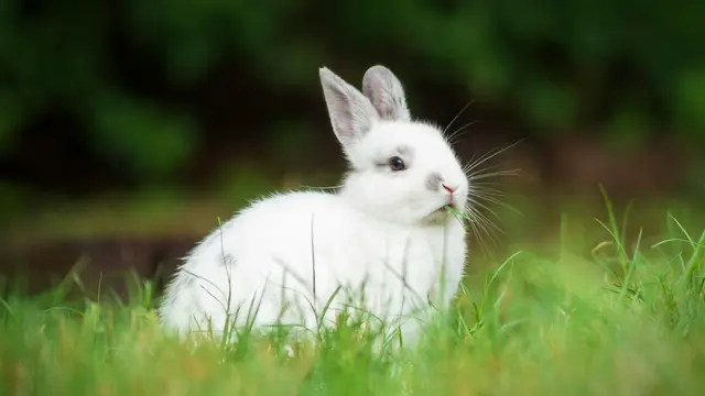 Rabbit