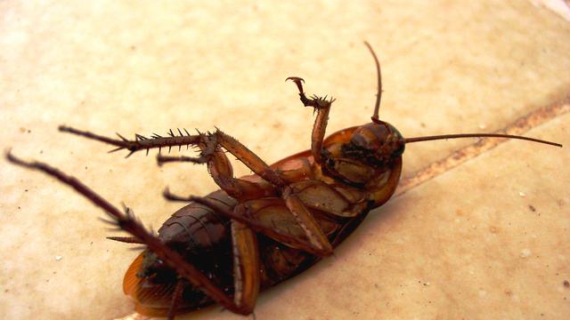 Ilustrasi kecoak