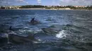 Kawanan lumba-lumba berenang di Tagus melewati perahu pengamat spesies laut di lepas pantai Lisbon, Portugal pada 7 Agustus 2021. Lalu lintas laut yang berkurang akibat pandemi corona membuat ekosistem di Sungai Tagus kembali ramah untuk lumba-lumba. (PATRICIA DE MELO MOREIRA / AFP)